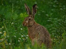 Attēlu rezultāti vaicājumam “Lepus europaeus”