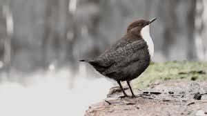 Attēlu rezultāti vaicājumam “Cinclus cinclus”