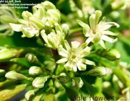 Attēlu rezultāti vaicājumam “Gymnocladus dioicus flower”