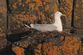 Attēlu rezultāti vaicājumam “Larus argentatus nest”