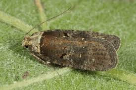 Attēlu rezultāti vaicājumam “Agonopterix hypericella”