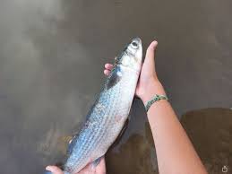 Image result for Liza aurata