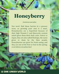 Attēlu rezultāti vaicājumam “Lonicera caerulea var. pallasii fruit”