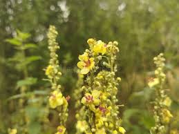 Attēlu rezultāti vaicājumam “Verbascum densiflorum leaf”