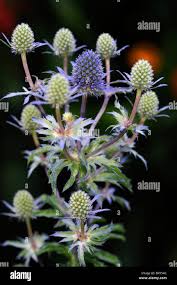 Attēlu rezultāti vaicājumam “Eryngium planum leaf”
