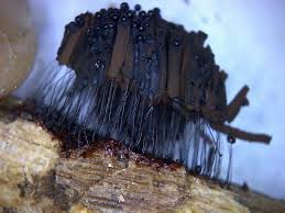 Attēlu rezultāti vaicājumam “Stemonitis fusca”