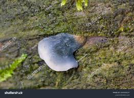 Attēlu rezultāti vaicājumam “Postia caesia”