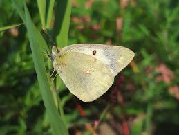 Attēlu rezultāti vaicājumam “Euphydrias aurinia upperside”