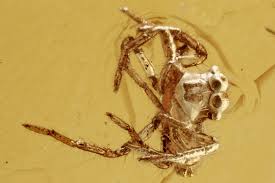 Attēlu rezultāti vaicājumam “Salticidae”