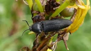 Attēlu rezultāti vaicājumam “Ectinus aterrimus”