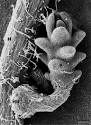 <b>Striga</b> (witchweeds)