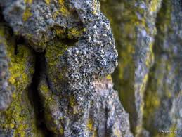 Attēlu rezultāti vaicājumam “Cliostomum corrugatum”