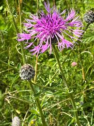 Attēlu rezultāti vaicājumam “Centaurea scabiosa leaf”