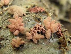 Attēlu rezultāti vaicājumam “Arcyria incarnata spores”