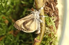 Attēlu rezultāti vaicājumam “Gynaephora selenitica”