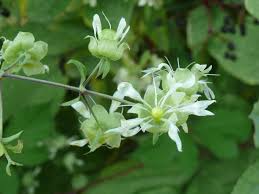 Attēlu rezultāti vaicājumam “Silene baccifera”