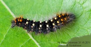 Attēlu rezultāti vaicājumam “Acronicta auricoma larva”