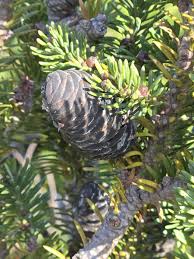 Attēlu rezultāti vaicājumam “Abies balsamea”