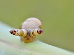 Attēlu rezultāti vaicājumam “Leucochloridium paradoxum larva”