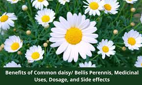Image result for Bellis perennis
