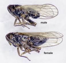 Attēlu rezultāti vaicājumam “Javesella pellucida”