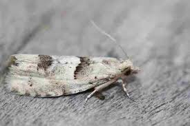 Attēlu rezultāti vaicājumam “Epinotia trigonella”