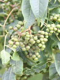 Attēlu rezultāti vaicājumam “Phellodendron amurense fruit”