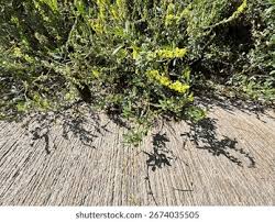 Attēlu rezultāti vaicājumam “Melilotus officinalis leaf”