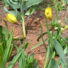 Attēlu rezultāti vaicājumam “Tulipa sylvestris”