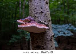 Attēlu rezultāti vaicājumam “Inonotus obliquus”