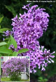 Attēlu rezultāti vaicājumam “Badhamia lilacina sessile”