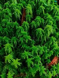 Attēlu rezultāti vaicājumam “Sphagnum palustre”