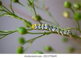 Attēlu rezultāti vaicājumam “Shargacucullia scrophulariae”