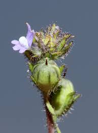 Attēlu rezultāti vaicājumam “Linaria loeselii bud”