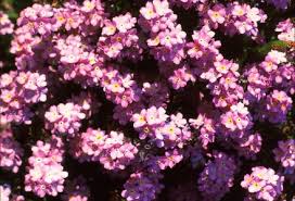 Attēlu rezultāti vaicājumam “Myosotis”