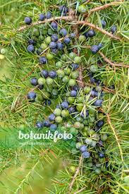 Attēlu rezultāti vaicājumam “Juniperus communis fruit”