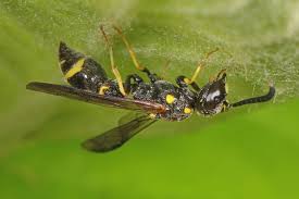 Attēlu rezultāti vaicājumam “Symmorphus sp.”