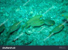 Image result for Spondyliosoma cantharus