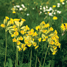 Attēlu rezultāti vaicājumam “Primula veris flower”
