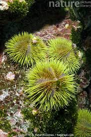 Image result for Strongylocentrotus droebachiensis