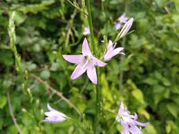Image result for Campanula rapunculus