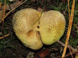 Attēlu rezultāti vaicājumam “Scleroderma citrinum”