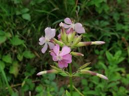 Attēlu rezultāti vaicājumam “Saponaria officinalis flower”
