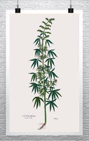 Attēlu rezultāti vaicājumam “Cannabis sativa leaf”