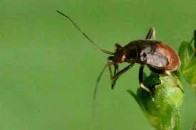 Attēlu rezultāti vaicājumam “Adelphocoris seticornis”
