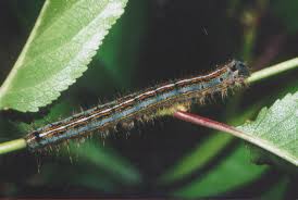 Attēlu rezultāti vaicājumam “Malacosoma neustria”