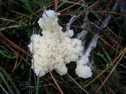 Attēlu rezultāti vaicājumam “Fuligo cinerea”