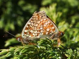 Attēlu rezultāti vaicājumam “Argynnis niobe underside”