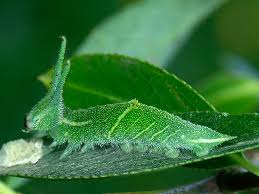 Attēlu rezultāti vaicājumam “Apatura iris”