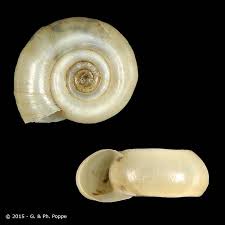 Attēlu rezultāti vaicājumam “Planorbidae”